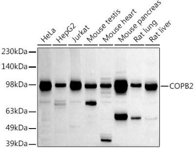 Western Blot: COPB2 AntibodyAzide and BSA Free [NBP2-92501]